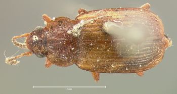 Media type: image;   Entomology 7365 Aspect: habitus dorsal view
